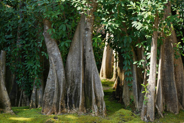 Big old trees in the park