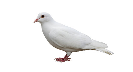 Fototapeta premium White dove in profile, bird of peace isolated PNG with Transparent Background