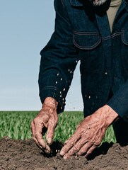 An elderly male farmer planting seeds by hand into the black soil. Farmland and organic farming.
