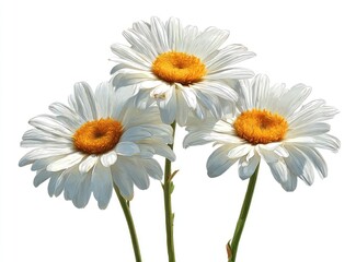 Naklejka premium Three white daisies with yellow centers, close-up against white background
