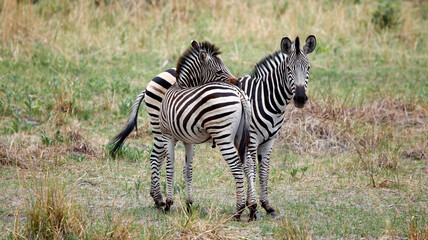 Zebra in theOkavango delta Botswana