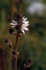 Spring, Blossom, Zen
