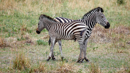 Zebra in theOkavango delta Botswana