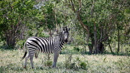 Zebra in theOkavango delta Botswana