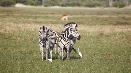 Zebra in theOkavango delta Botswana