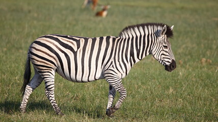 Obraz premium Zebra in theOkavango delta Botswana