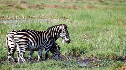 Zebra in theOkavango delta Botswana