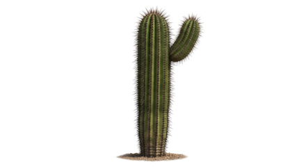 Single saguaro cactus growing in desert isolated PNG with Transparent Background
