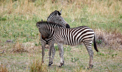 Zebra in theOkavango delta Botswana