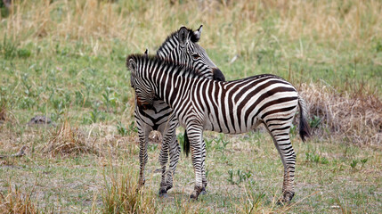 Zebra in theOkavango delta Botswana