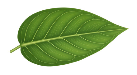 Obraz premium Green leaf with detailed veins isolated PNG with Transparent Background