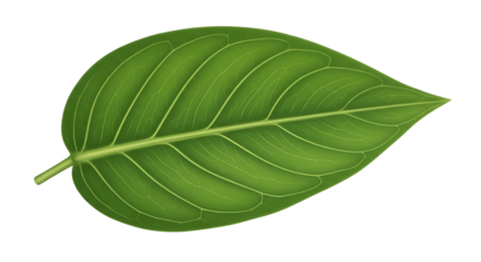 Green leaf with detailed veins isolated PNG with Transparent Background