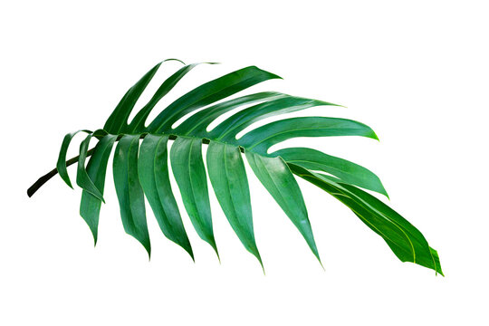 Tropical leaf isolated on white background, Philodendron plant.