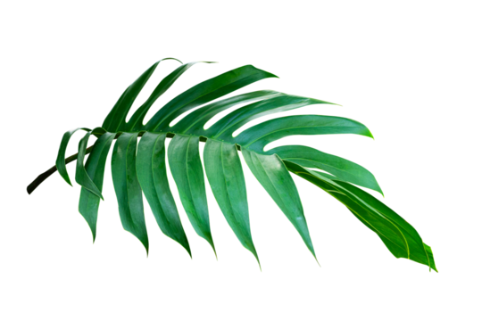 Tropical leaf isolated on white background, Philodendron plant. - Powered by Adobe