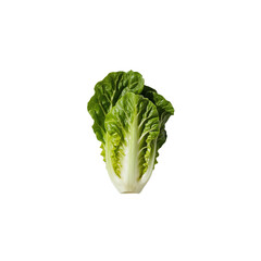 Vibrant romaine lettuce head studio shot highlighting crisp leaves and fresh texture against