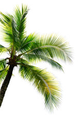 Coconut tree isolated on white background