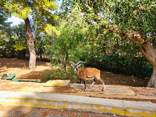 Forestdwelling deer, boars, and foxes, natural forest setting, seasonal wildlife. Hunting time. Forest covered with a lor of garbage and cow is eating grass in between the garbage.