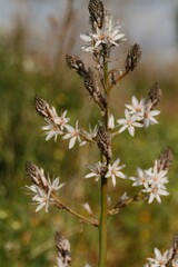 Spring, Blossom, Zen