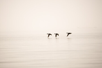 Flight in the simplicity