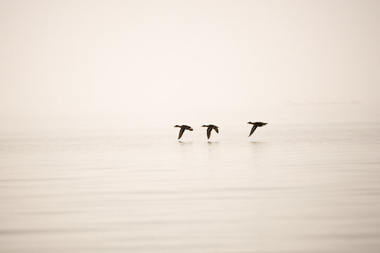 Flight in the simplicity