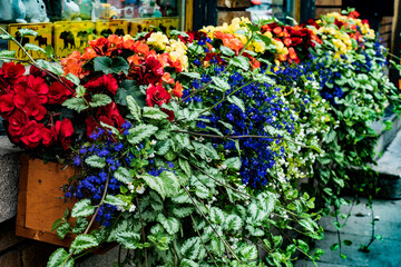 Potted plants on a windowsill