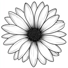 Detailed black and white line art of a daisy © Forex