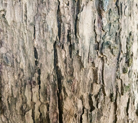 Close-up of rough tree bark texture with natural cracks and patterns. Ideal for backgrounds, nature-themed designs, and organic textures.