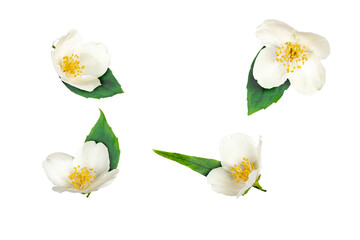 Jasmine flowers isolated on a white background,contour