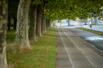 A picturesque tree-lined avenue with a paved sidewalk leading into an urban landscape