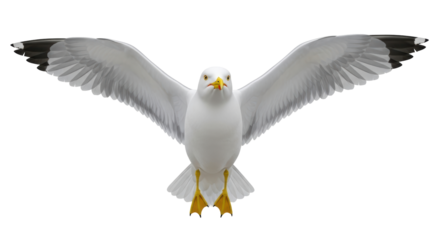 Isolated gull flying with wings spread, large seagull in flight against simple backdrop