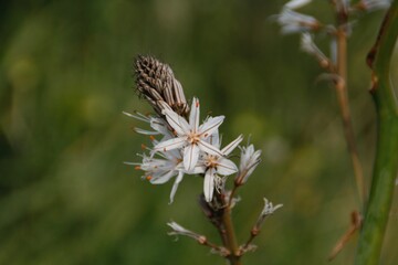 Spring, Blossom, Zen