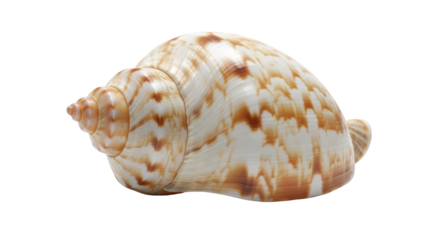 Isolated seashell, tropical marine snail with spiral shape and patterned shell, beach find