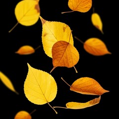 Obraz premium Vibrant autumn leaves, a beautiful display of yellow and orange, gracefully falling against a stark black backdrop.