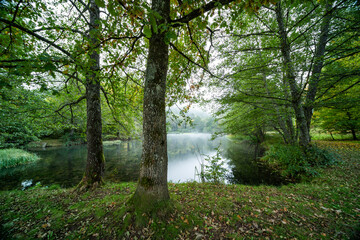 Helmbachweiher in der Pfalz mit Morgennebel