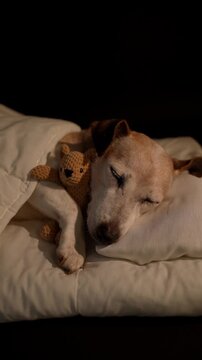 Old dog sleeping relaxed in white bed under blanket hugging cuddling bear toy. Dark room black background. High Contrast image. relaxing vertical 9:16 video footage. Senior dog resting eyes closed