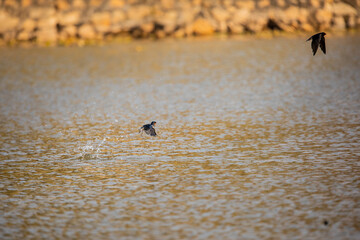 Barn Swallow Skimming Gracefully Over Water Surface in Elegant Flight