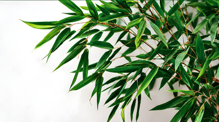 Fototapeta premium Vibrant green bamboo leaves cascade gracefully against a clean white backdrop, creating a serene and natural aesthetic perfect for wellness and spa themes.