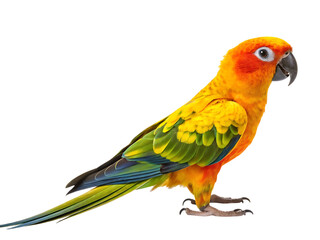 Fototapeta premium Vibrant Sun Conure Bird Isolated Portrait white background, isolated on transparent background