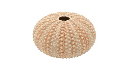 Isolated dried sea urchin shell with pattern and hole, a marine animal skeleton specimen