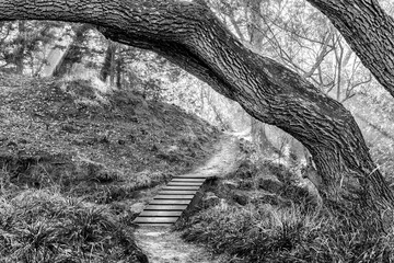 Clarens Spruit Walk and MTB trail footbridge. Monochrome