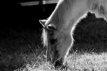 Backlit profile of a white horse head. Monochrome