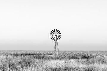 Windmill and dam in maize field ready for harvest. Monochrome