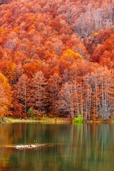 Autumn forest reflection in a serene lake.