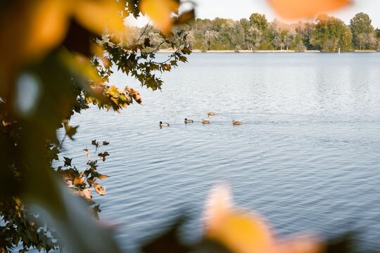 Serene lake view with ducks and autumn leaves.