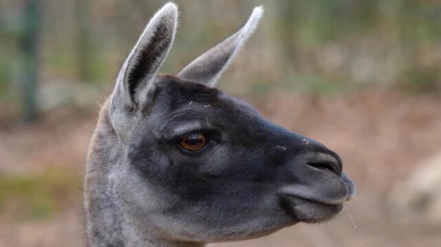 Close up of guanaco head watcing and moving around in the woods in autumn.