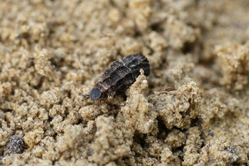 A small, segmented beetle larvae rests on grainy soil, its dark form contrasting with the light-colored earth. Macro view insect life.