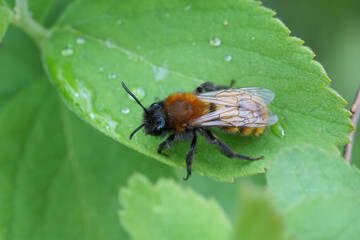 Fototapeta premium A fuzzy brown and black Tawny mining bee, Andrena fulva rests on a vibrant green leaf, with water droplets adding a touch of freshness to the scene.