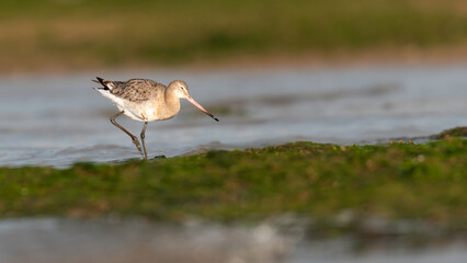 Black-tailed godwit (Limosa limosa) feeding on the shore, North Norfolk Coast, UK. Migratory British wading bird.