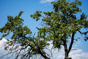 Lush green tree branches against a clear blue sky with clouds