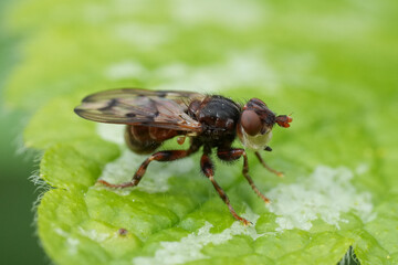 Fototapeta premium Close-up of a small Spot-winged Spring Beegrabber fly Myopa tesselatipennis with patterned wings, perched on a green leaf